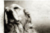 Portrait of a Retriever- digital print or file